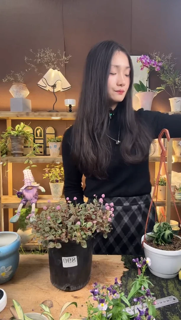 无花朵890头花廖育苗盆