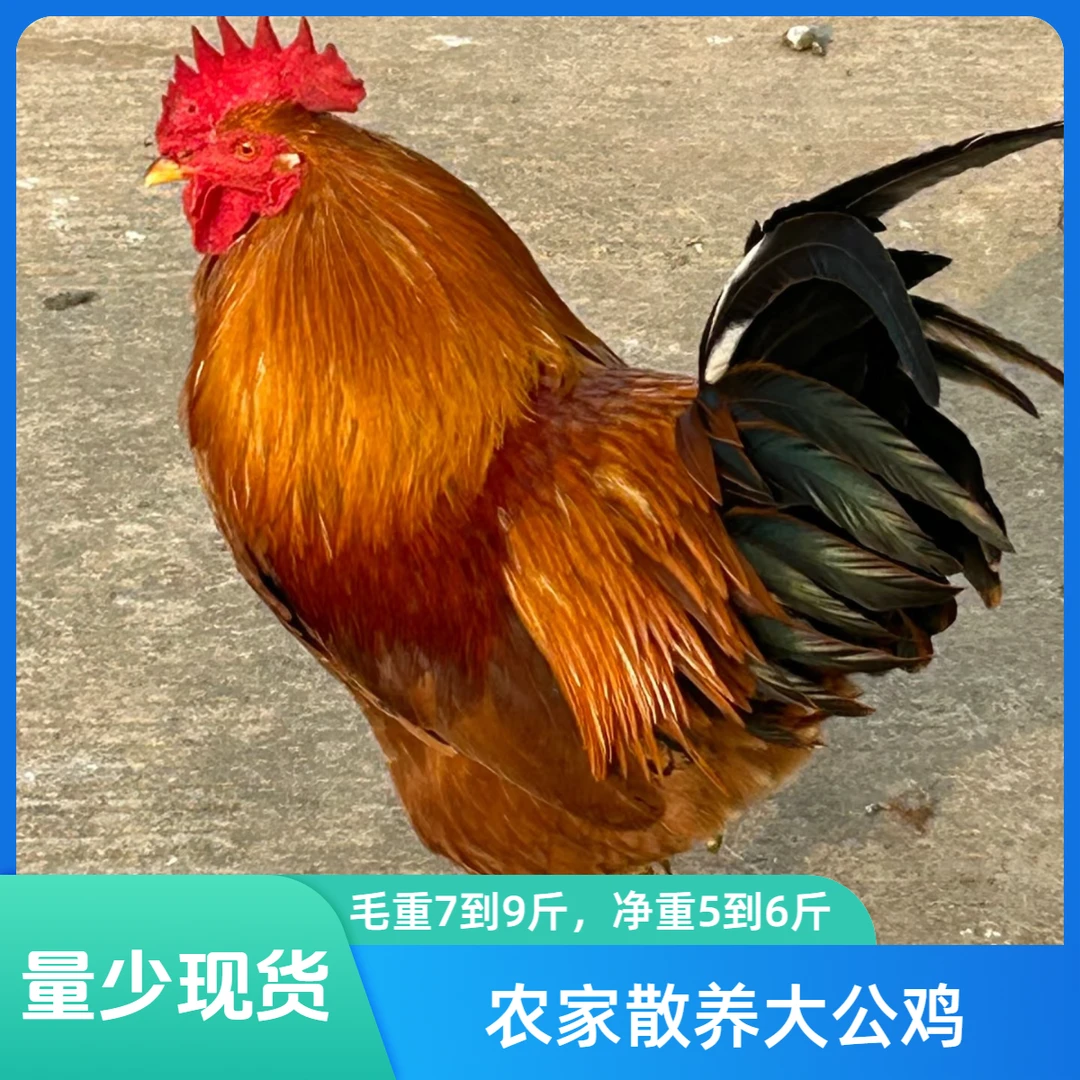 农家散养大公鸡（单只6-7斤）高品质现宰鸡农家鸡净膛发货