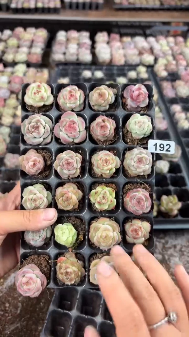 灰**?192
