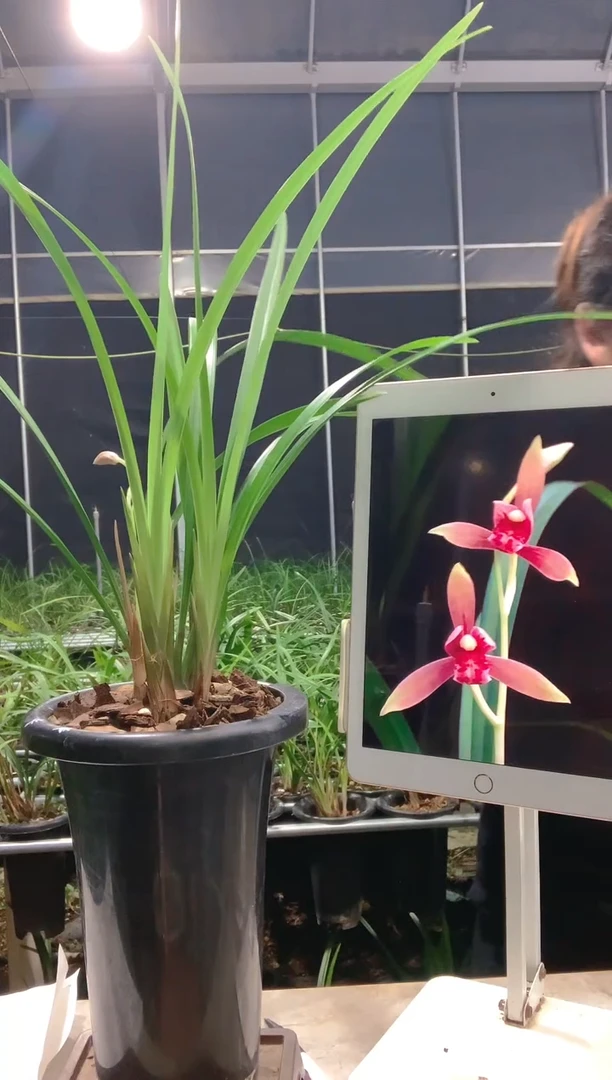 大部分花苞少量开放半江红