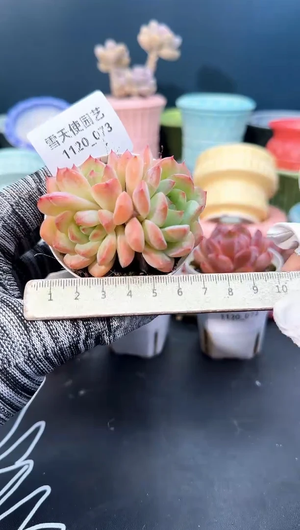 1120-  073青山 （冠幅 7 cm）