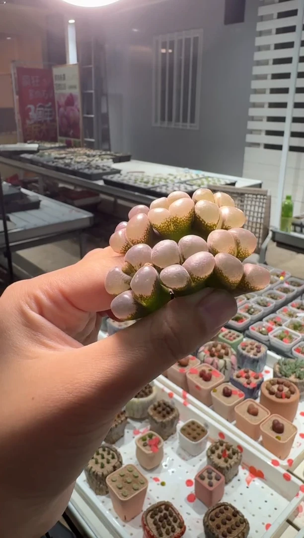 278多肉植物肉锥lt856一颗