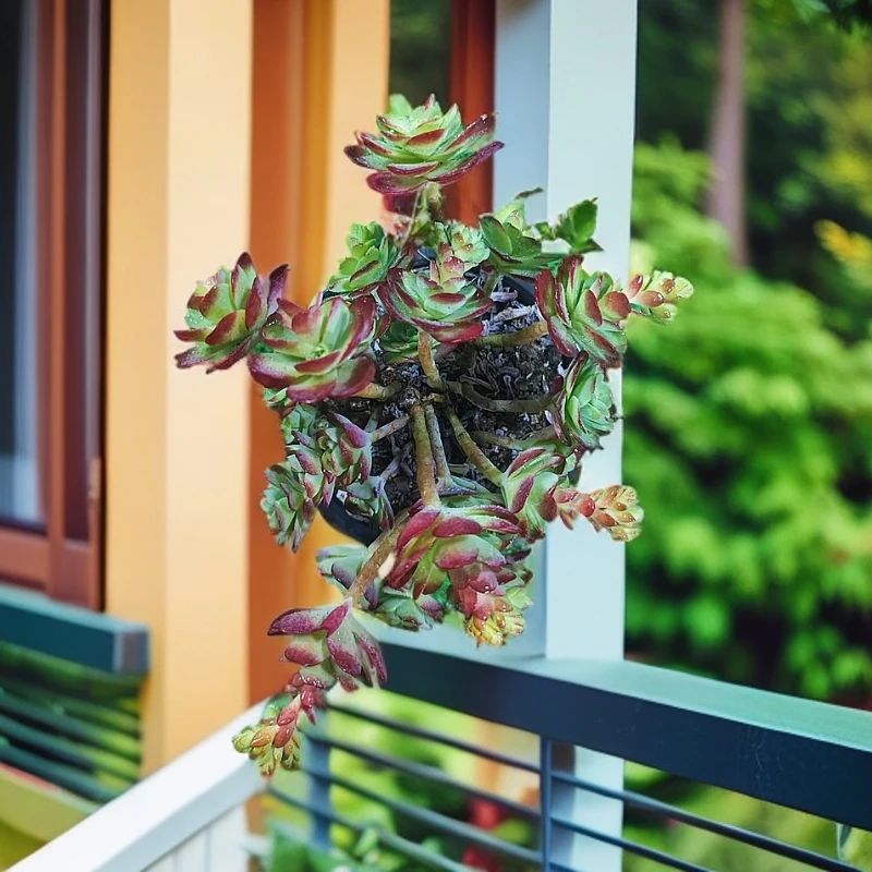 【梵巷多肉】薄化妆 满9.9包邮 脱土裸根发货 以直播间里实物为准