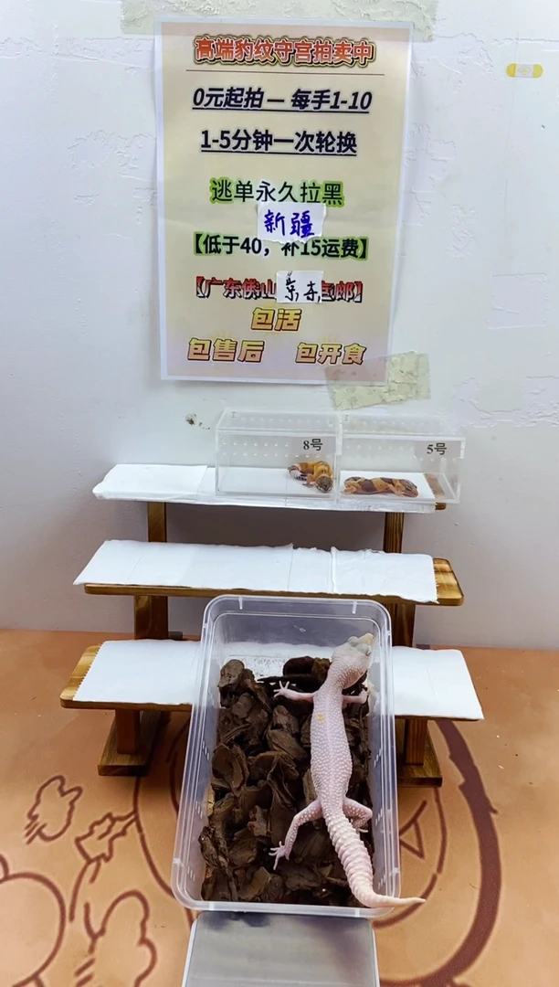 豹纹守宫豹纹守宫幼苗亚成体成体肥尾
