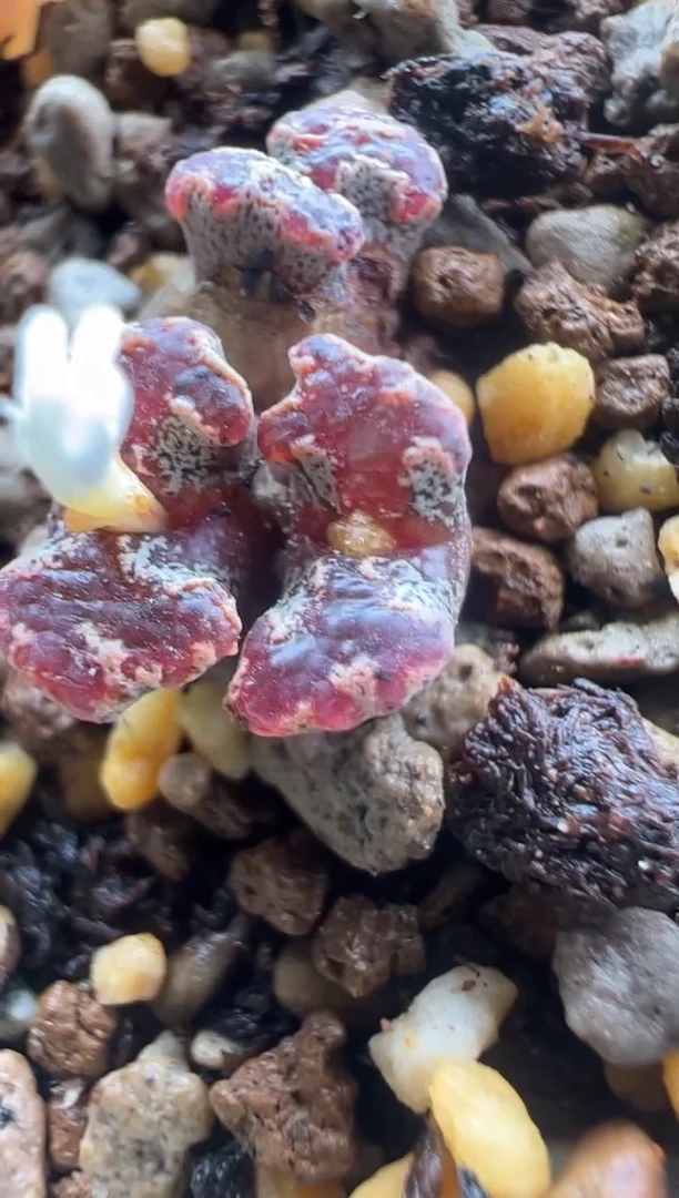 49。。。。。。。，。。。。。。。