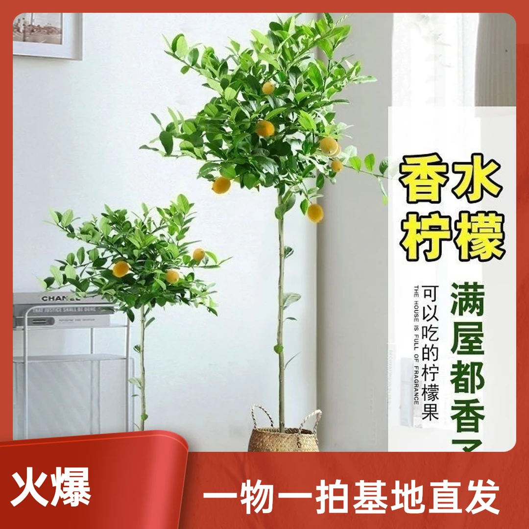 广东四季柠檬树苗棒棒糖树形带花果庭院阳台大型盆栽绿植