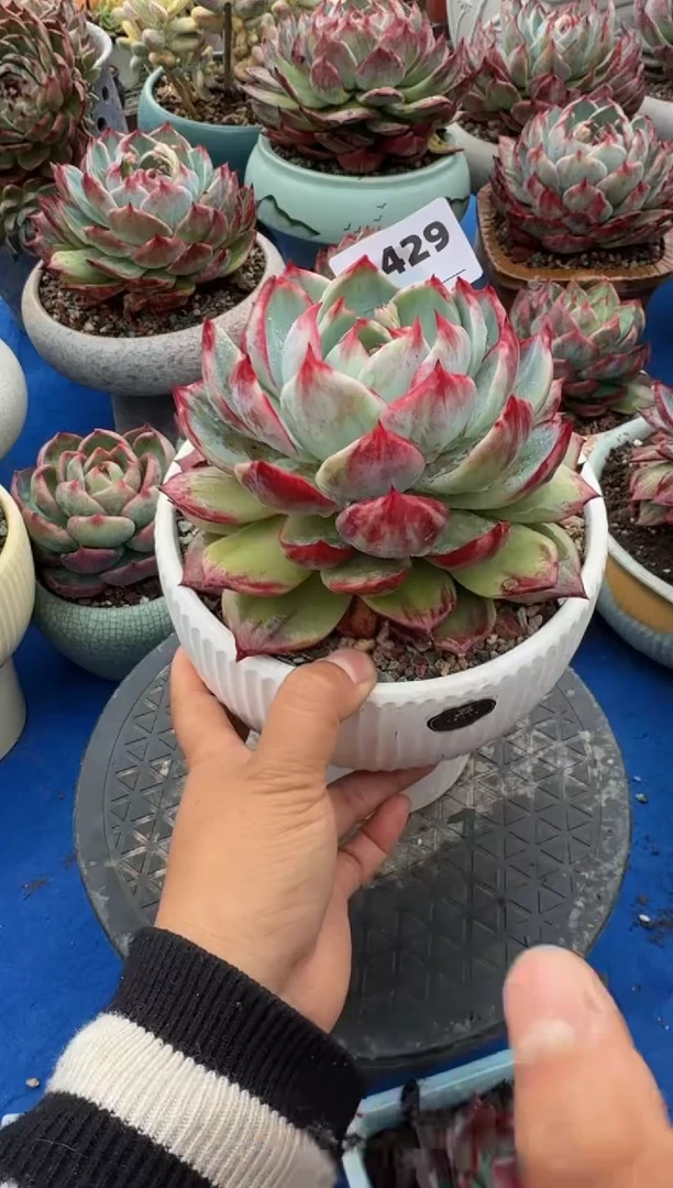 【闪购商品】A429惊鸿仙子（裸根发货）