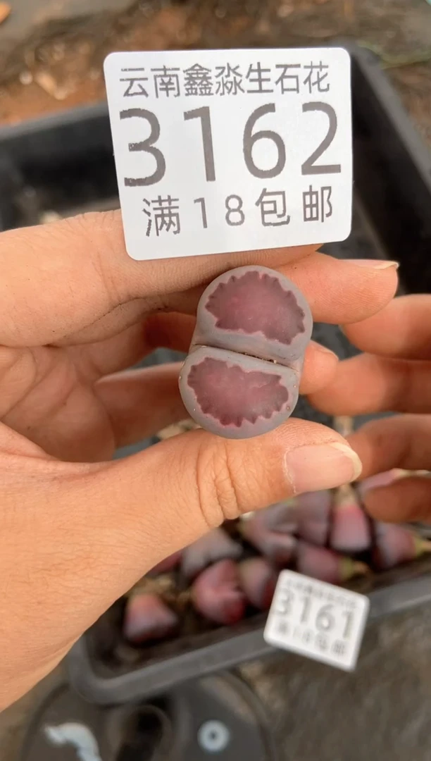 3162特价紫色1颗有疤瑕疵