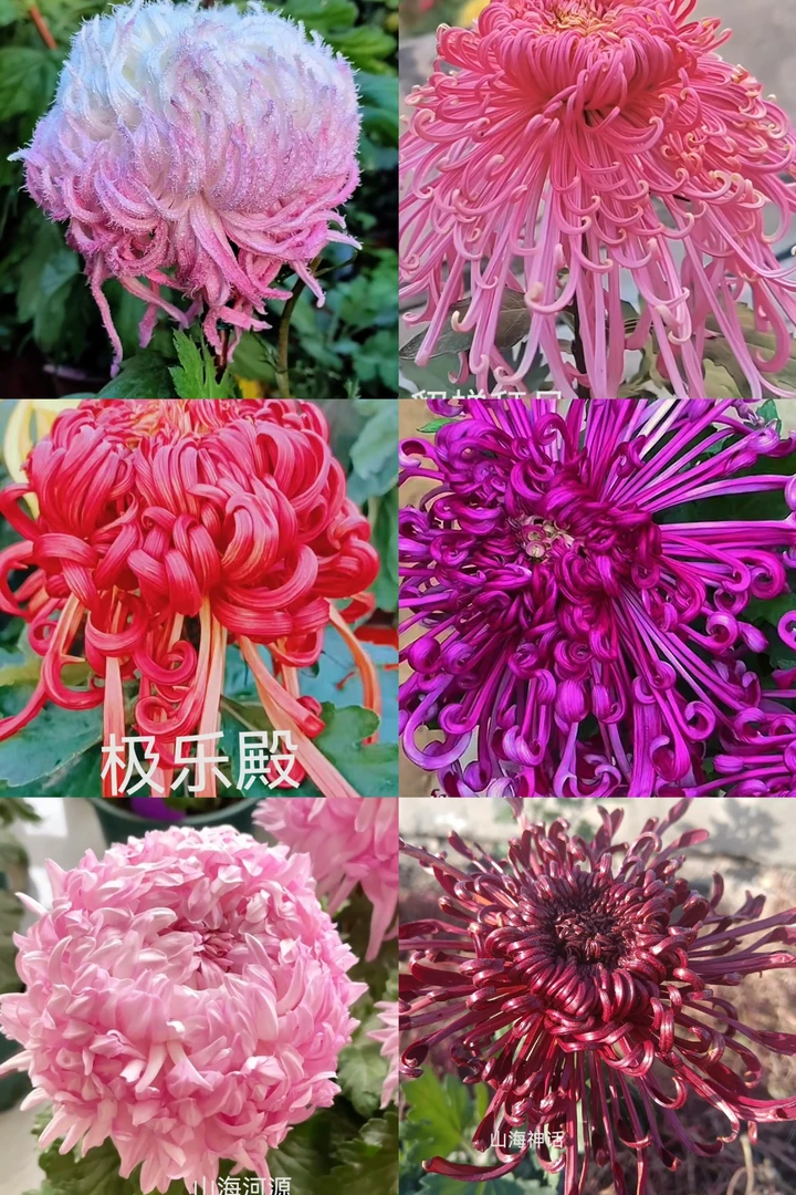 六颗六品鹅毛粉黛➕极了殿➕貂蝉拜月➕紫千丝➕山海河源➕山海神话