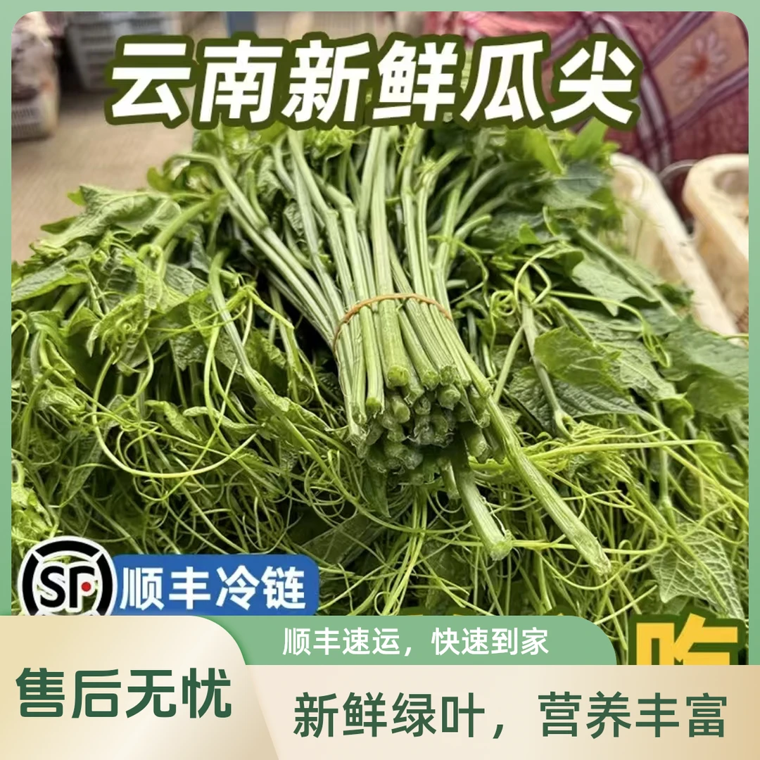 贵州高山农家自种佛手瓜尖捧瓜尖龙须菜伏儿瓜尖蔬菜顺丰包邮