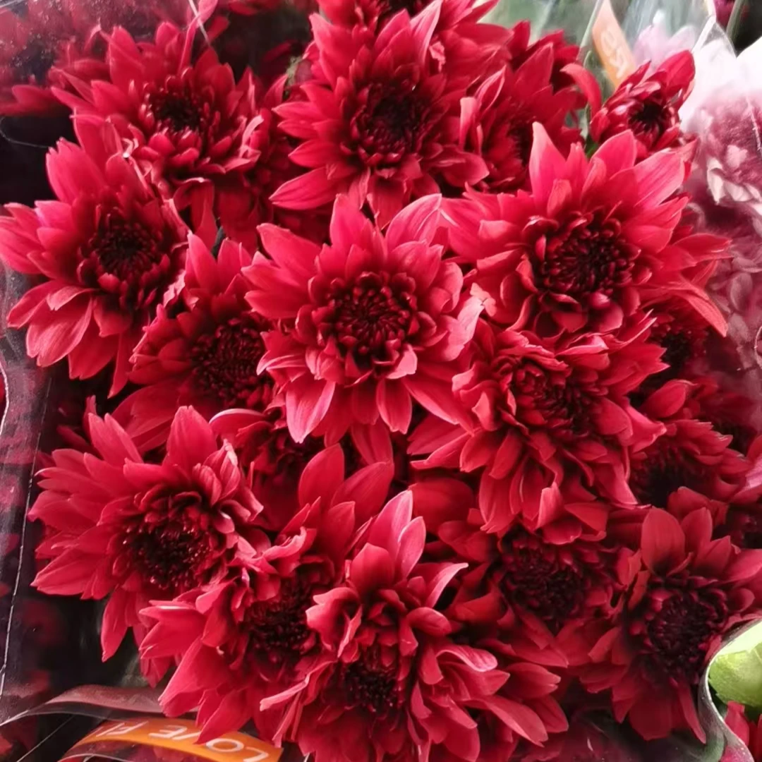 海南鲜花基地直发小菊60支（六个不同品种）