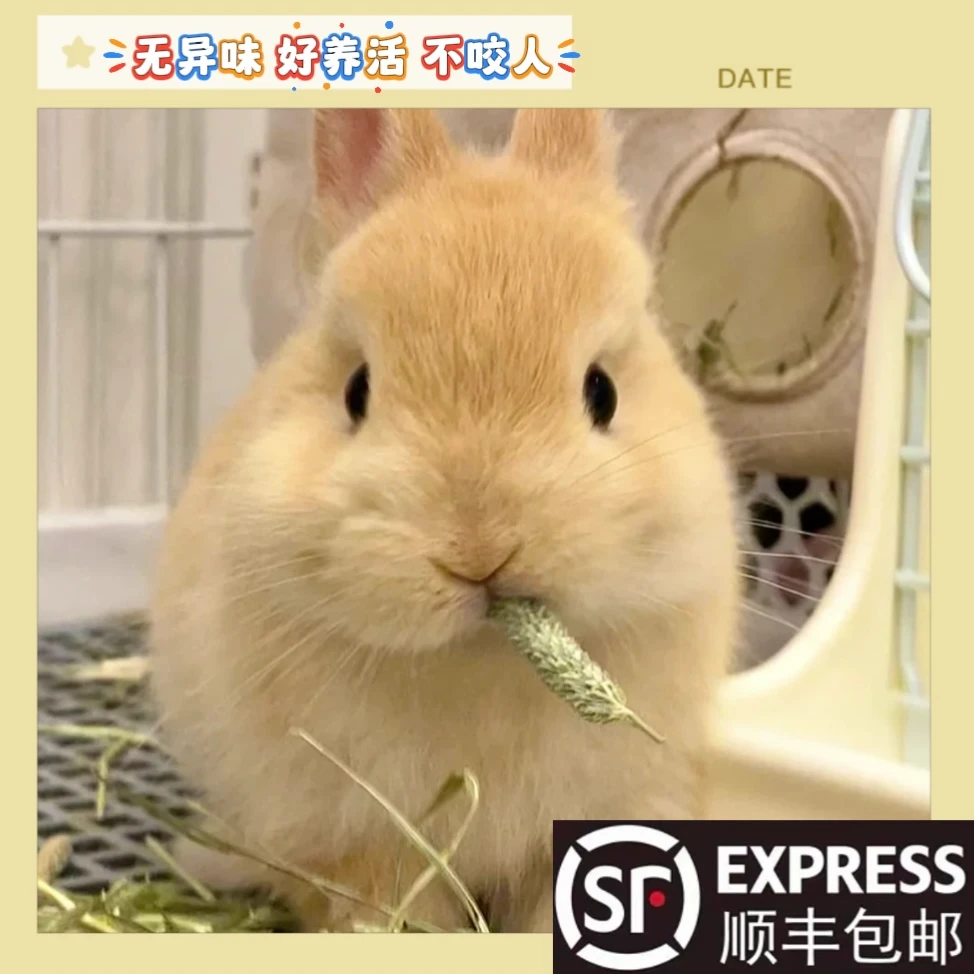 【超萌好物】兔子活体侏儒兔垂耳兔宠物兔迷你宠物可爱兔兔顺丰包邮
