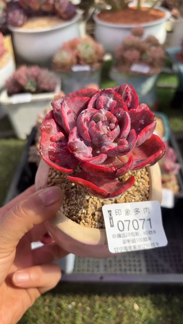 【闪购商品】07071