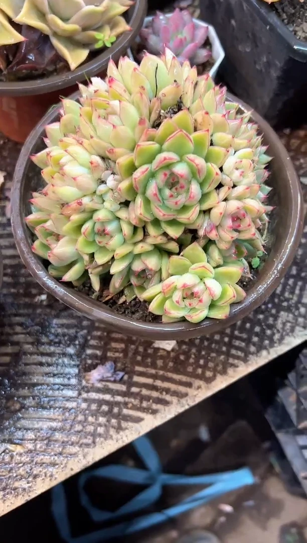 摩*多肉植物一物一拍27450