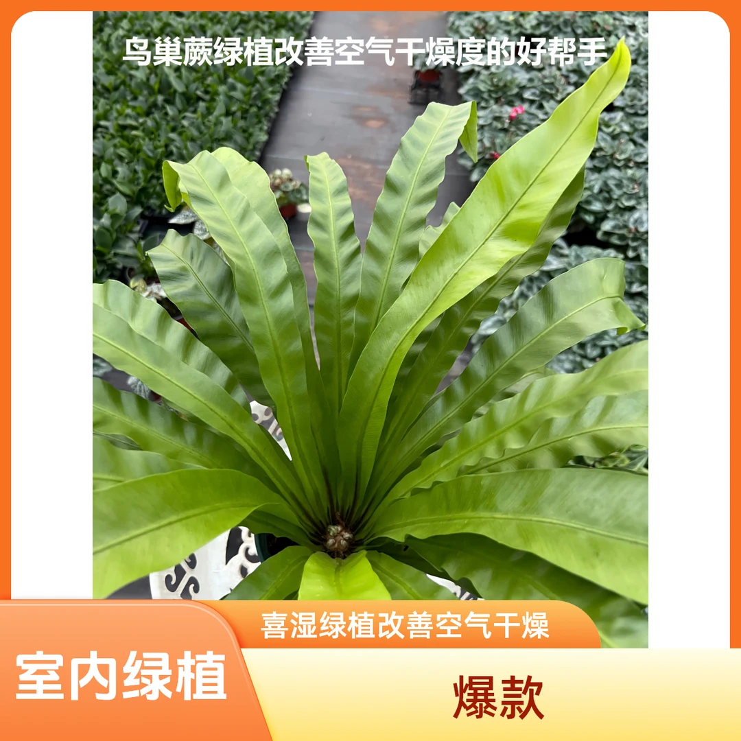 网红鸟巢蕨绿植花卉净化空气冬季取暖调整空气干燥度