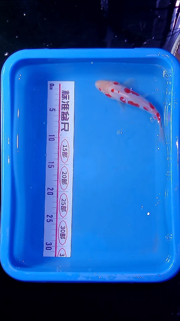 海水鱼直播间菁选 对版发货 21号