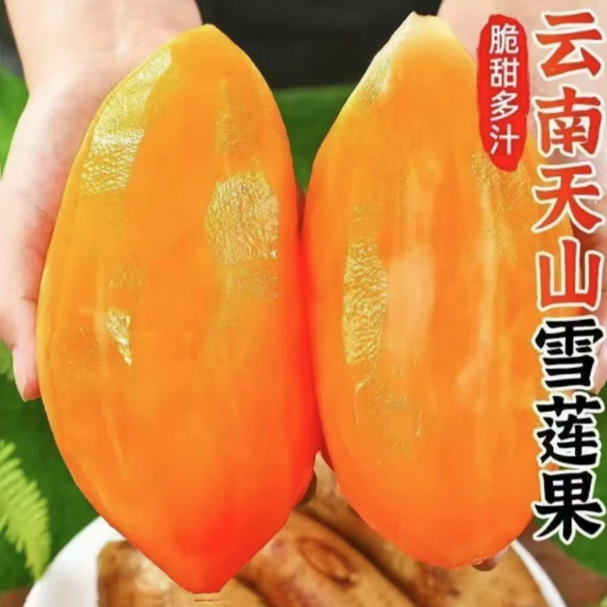 云南高原山红泥沙雪莲果新鲜水果黄心现挖现发清甜多汁当季水果