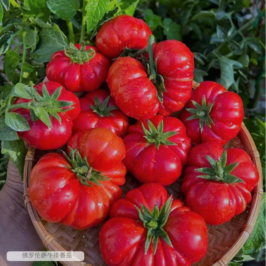 虹越园艺家 |番茄种子{3件8折 6件6折}家庭菜园传家宝番茄西红柿