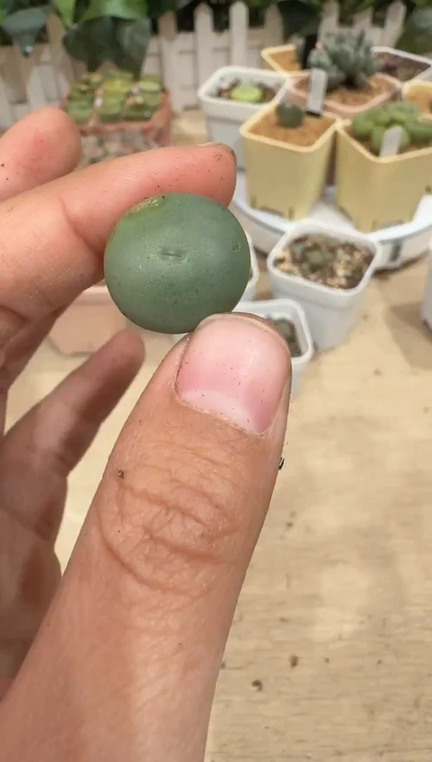 29-84多肉植物肉锥