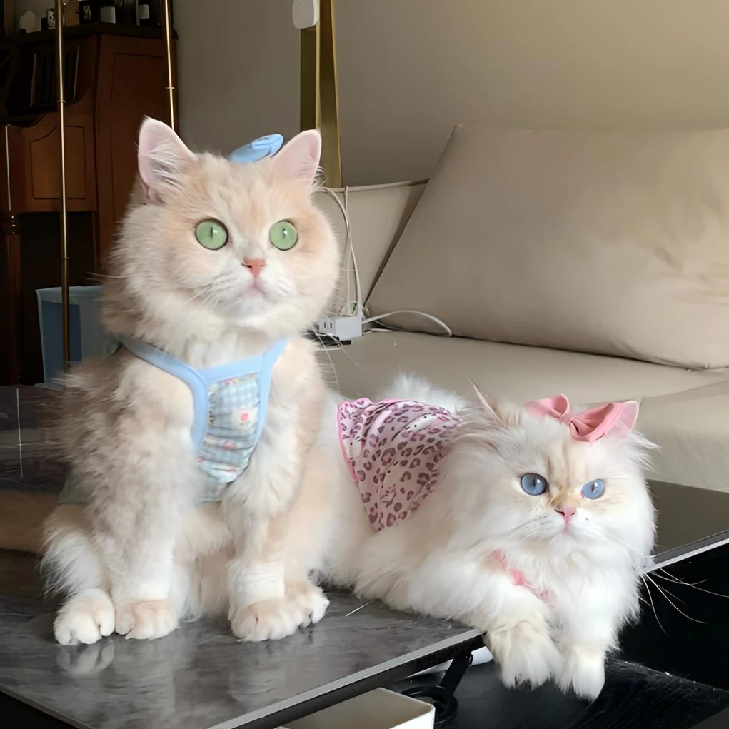 猫咪衣服夏季冰丝吊带裙凯蒂猫豹纹背心防掉毛可爱透气衣服金渐层