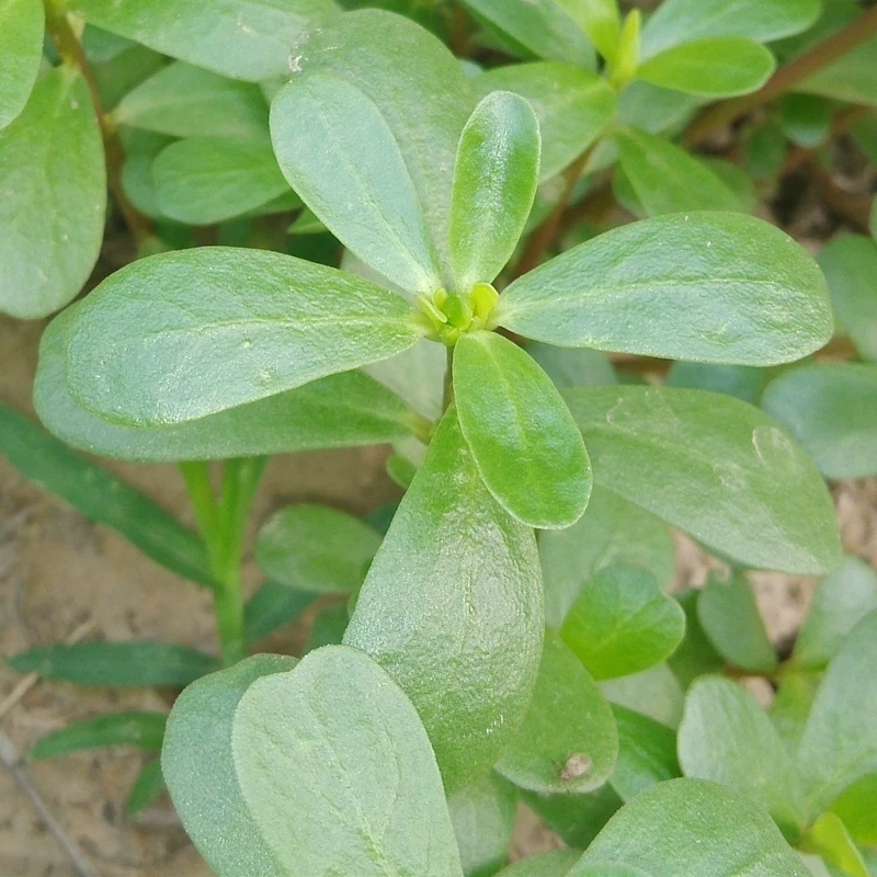 山东当季新鲜野菜红杆马齿苋菜现摘现发