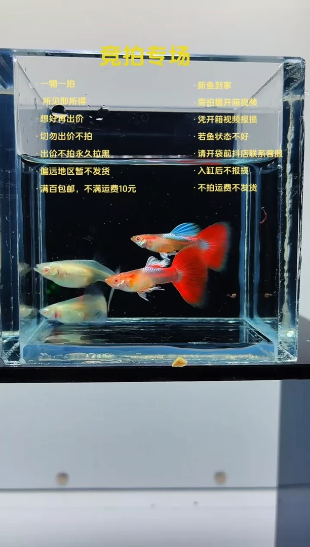 孔雀鱼火烧云两对-87