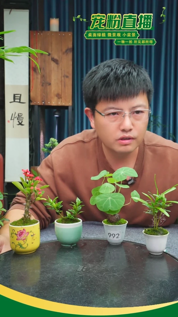 无花朵?****要苔藓微景观992号