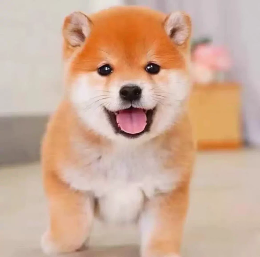 比熊博美柴犬活体狗狗饲养指南