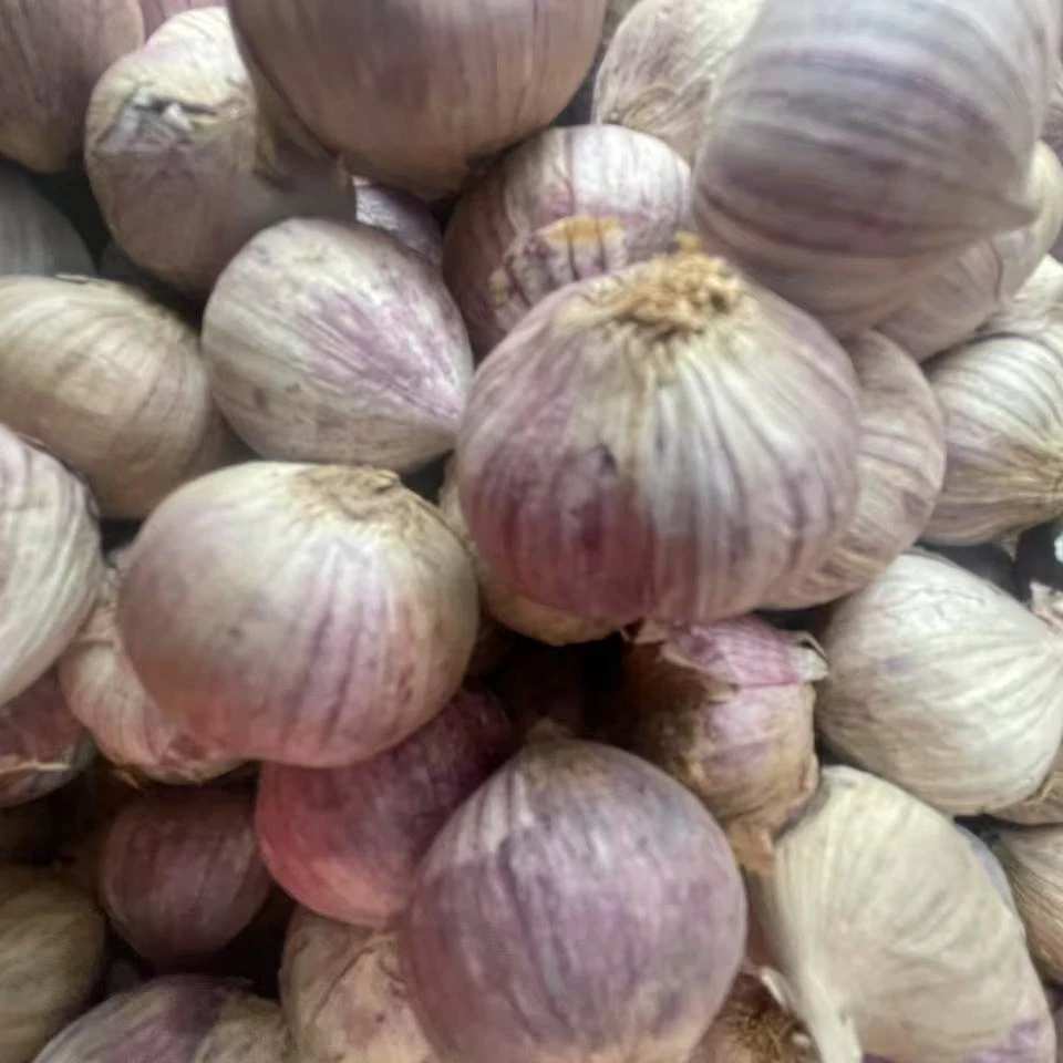 云南文山高山大蒜  【独蒜】