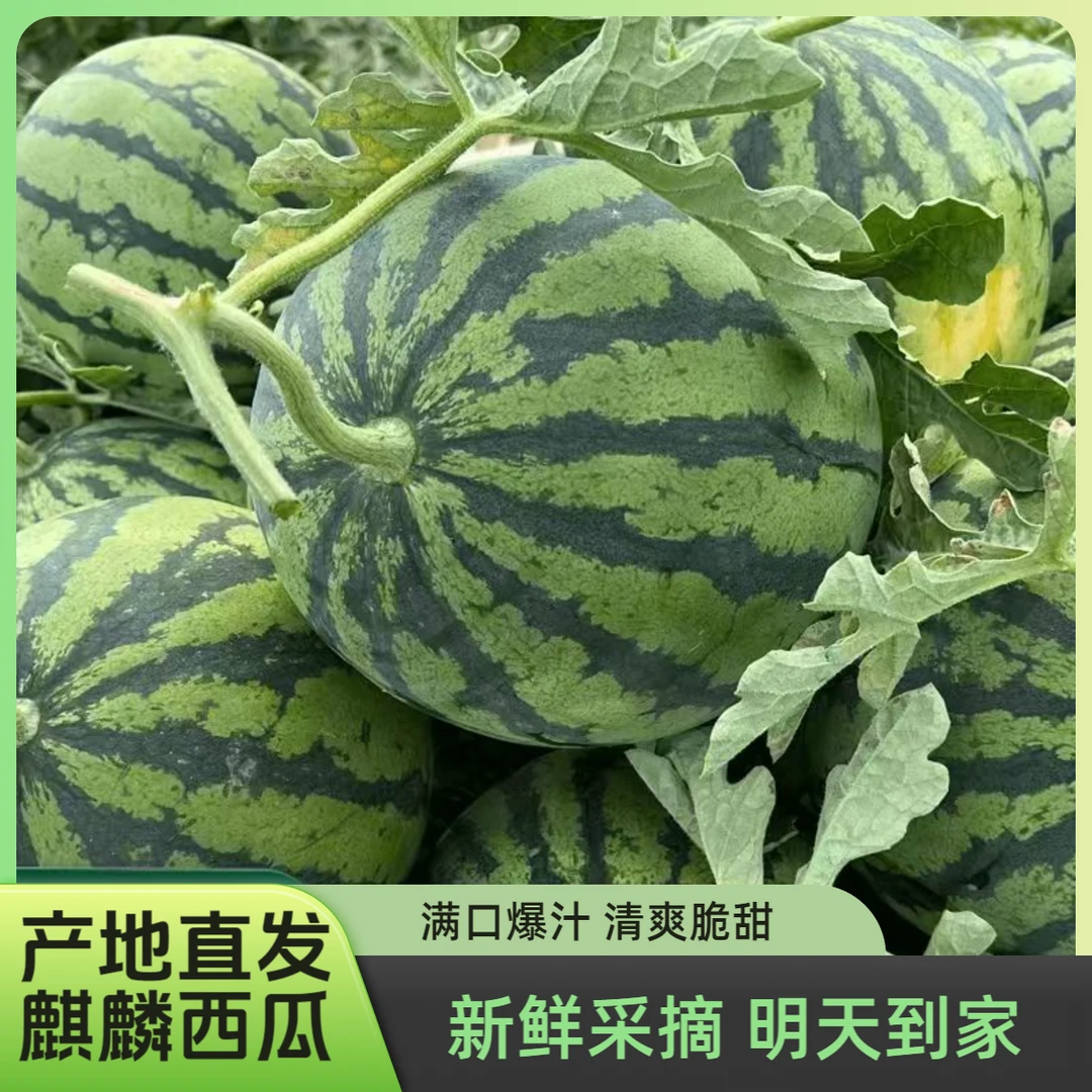 【明天到】头茬麒麟西瓜当季现采现摘 脆甜2500g-4500g云南省