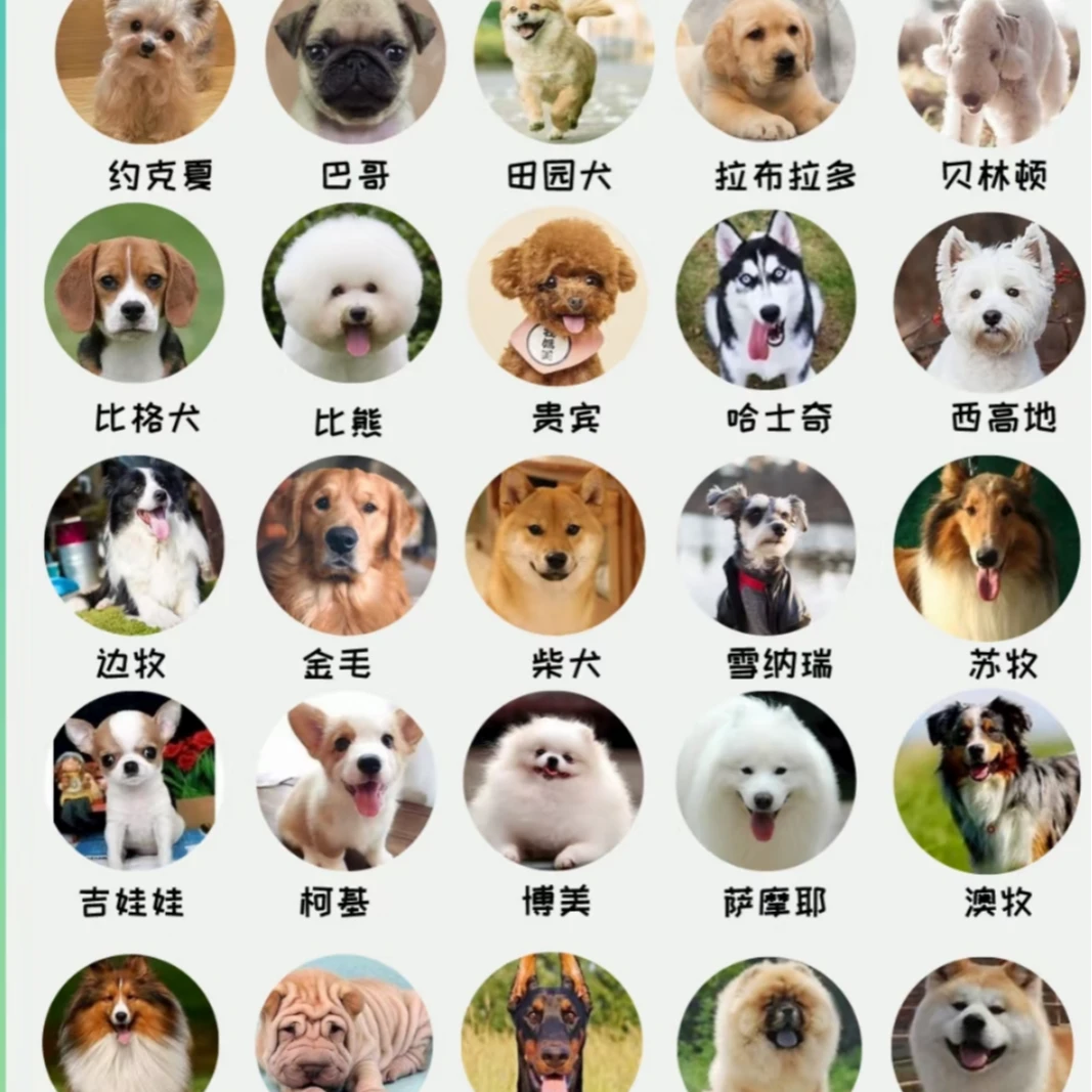 【凯旋犬舍】多犬种（一物一拍）家庭宠物狗狗幼犬