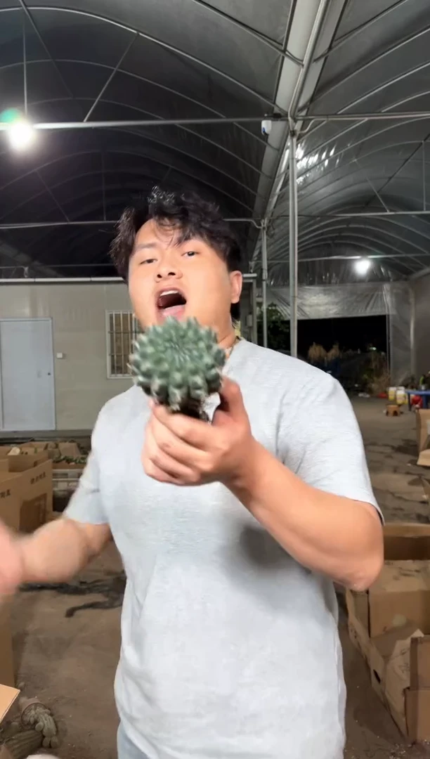 实生根 绯花玉 5-8cm