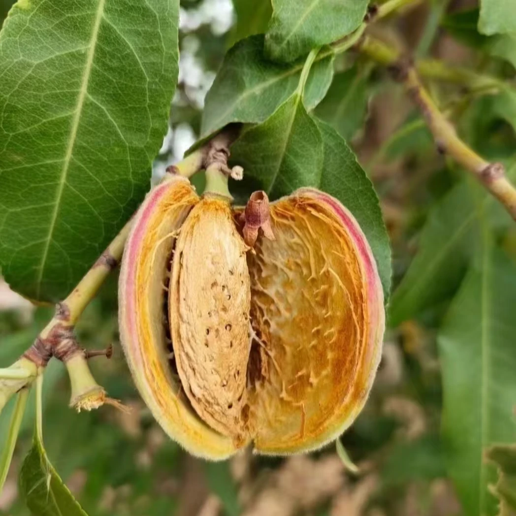 新疆厚皮巴旦木香味