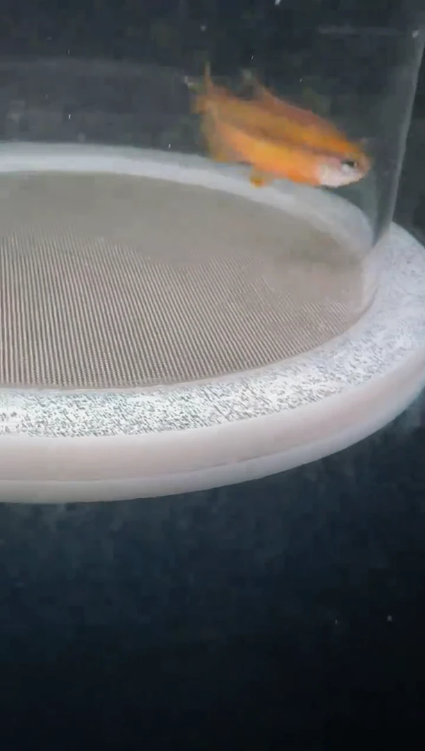 灯科鱼Đ16-16 超黄 3.5厘米左右【不包黑点】1条