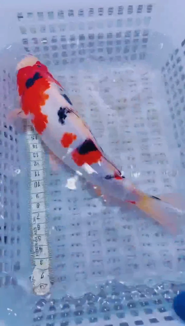 锦鲤血统锦鲤全场包邮14