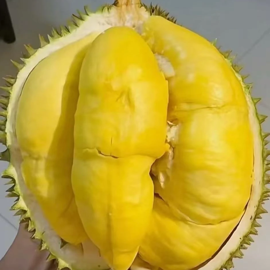 泰国金枕鲜榴莲核小19.8元1斤)榴莲同城配金枕泰国