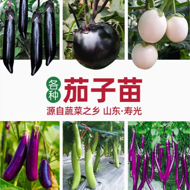 春播各种茄子苗阳台盆栽紫把长茄大龙茄子秧苗线茄四季蔬菜苗