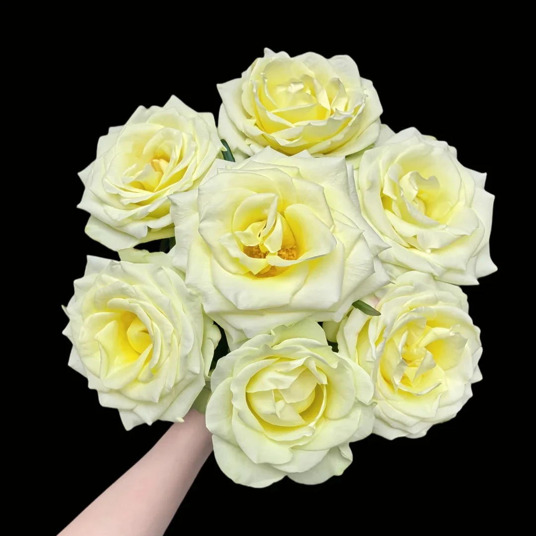 绿光森林-单头玫瑰，0度以下加拍保温棉否则冻坏不售后