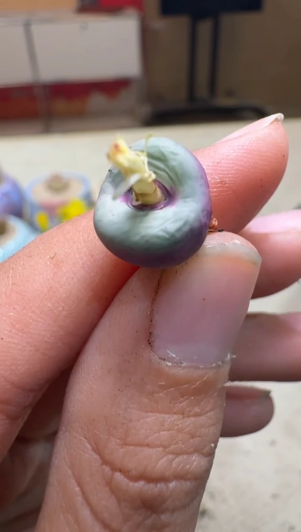 7-444多肉植物肉锥