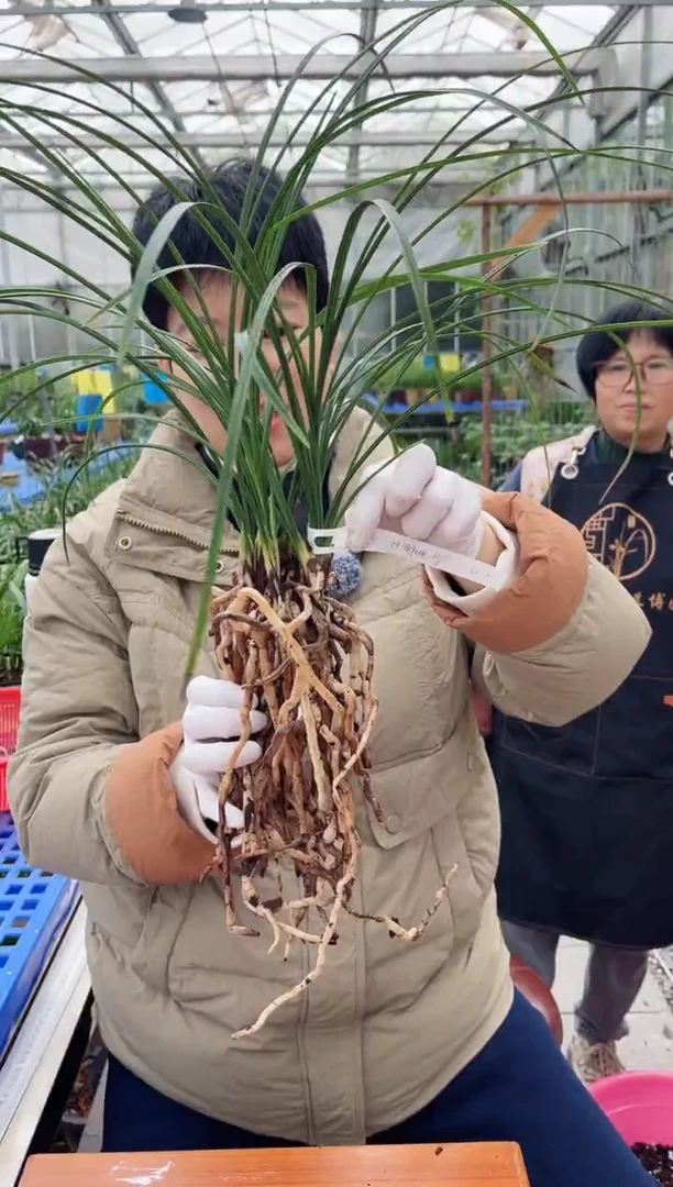 当前无花朵，栽培后可花朵→****王解佩，年少輕狂不懂者爲王