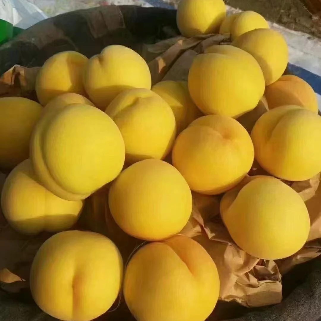 黄金凤、桃苗（徐州地区6月底成熟）一年苗果树苗12月左右发苗