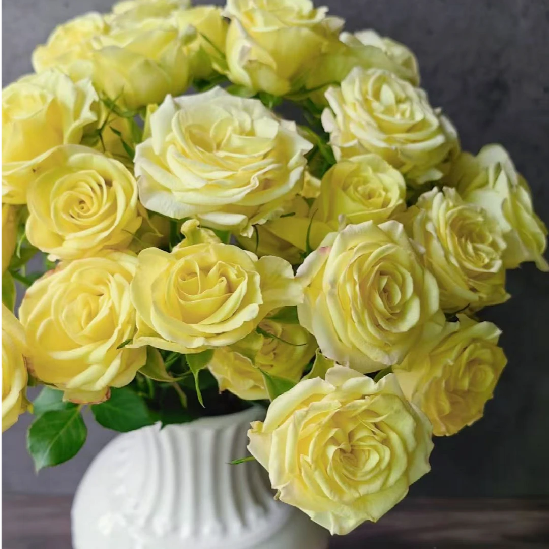 【一品花集】【婚礼邀请】超稀有多头玫瑰 云南昆明基地发货家用鲜花