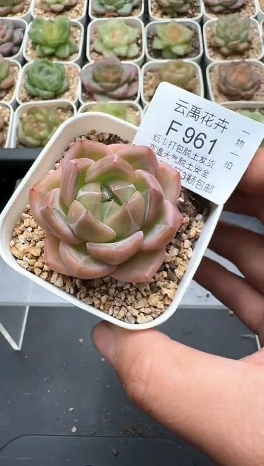 961F云禹多肉植物 默认脱土纸巾打包 3颗包邮