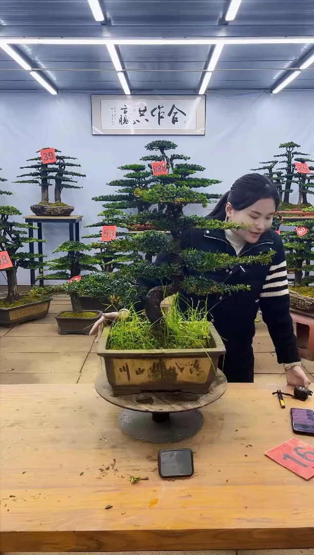 【闪购商品】高端盆景一物一拍，所见即所得