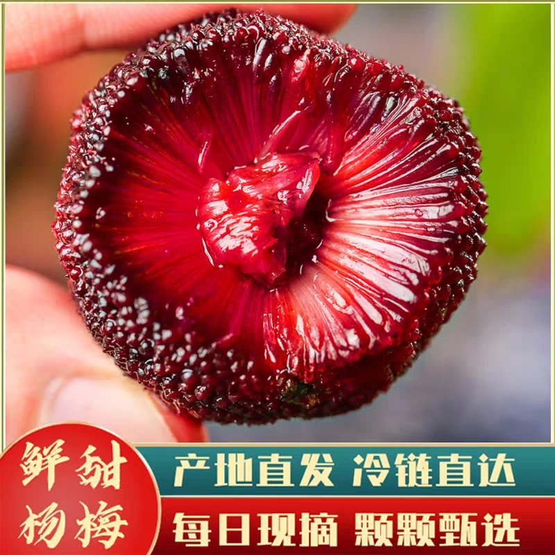 鲜果荸荠真空框装正宗云南高山爆汁杨梅荸荠小黑炭新鲜采摘水果