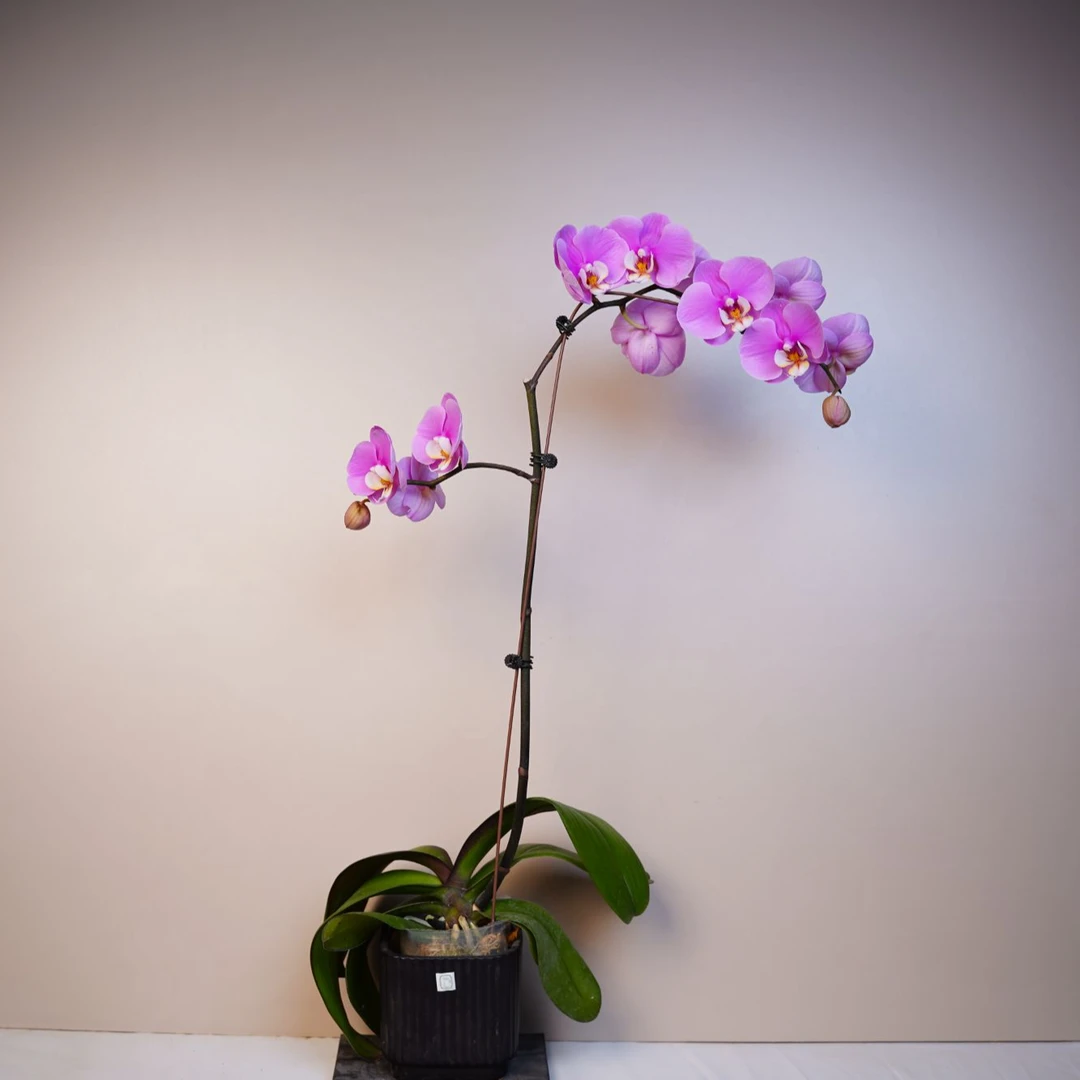 《花漫里基地》蝴蝶兰（赛冰冰）3.0寸带花苞开花珠发货