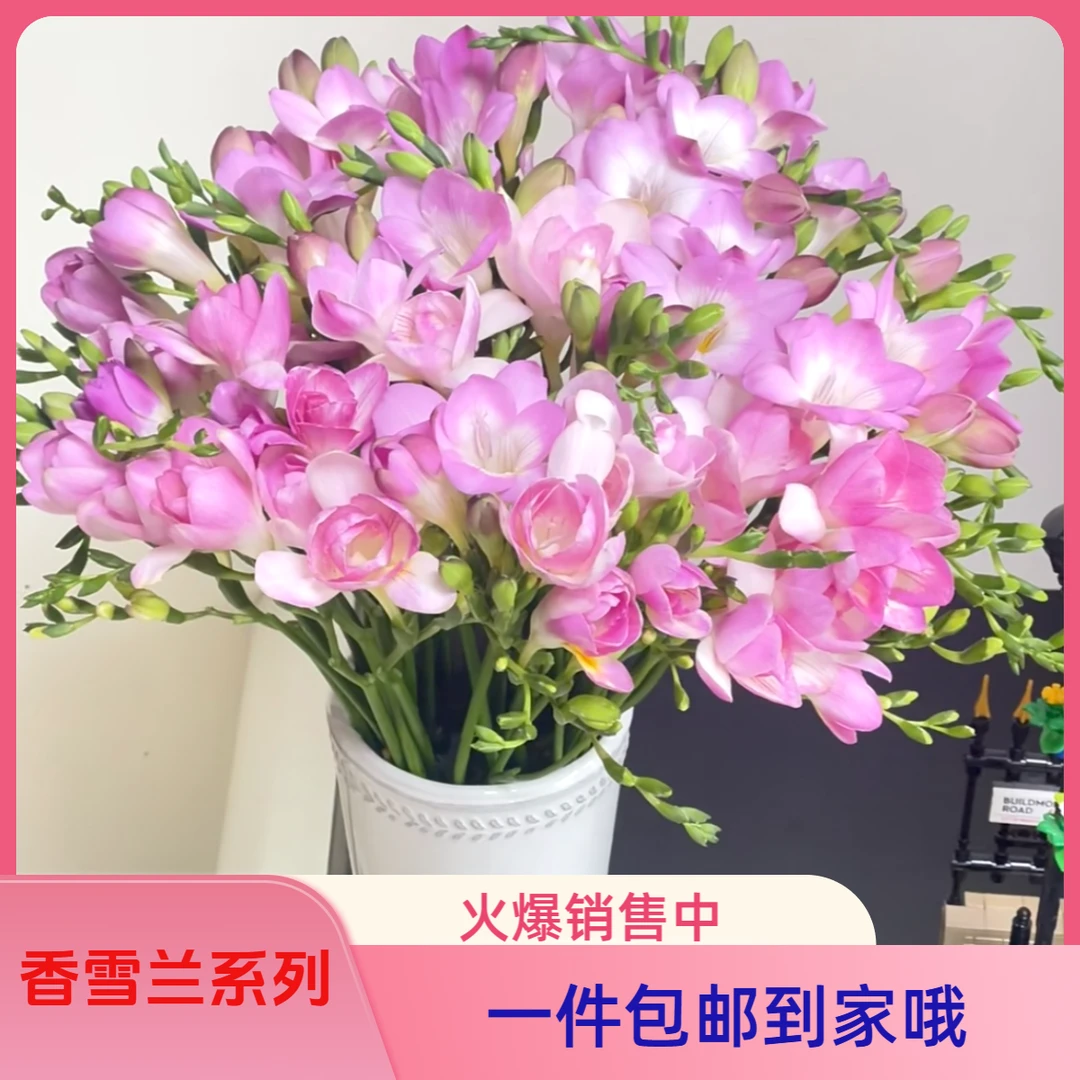 香雪兰小苍兰云南基地鲜花直发水养鲜切花插花空运包邮