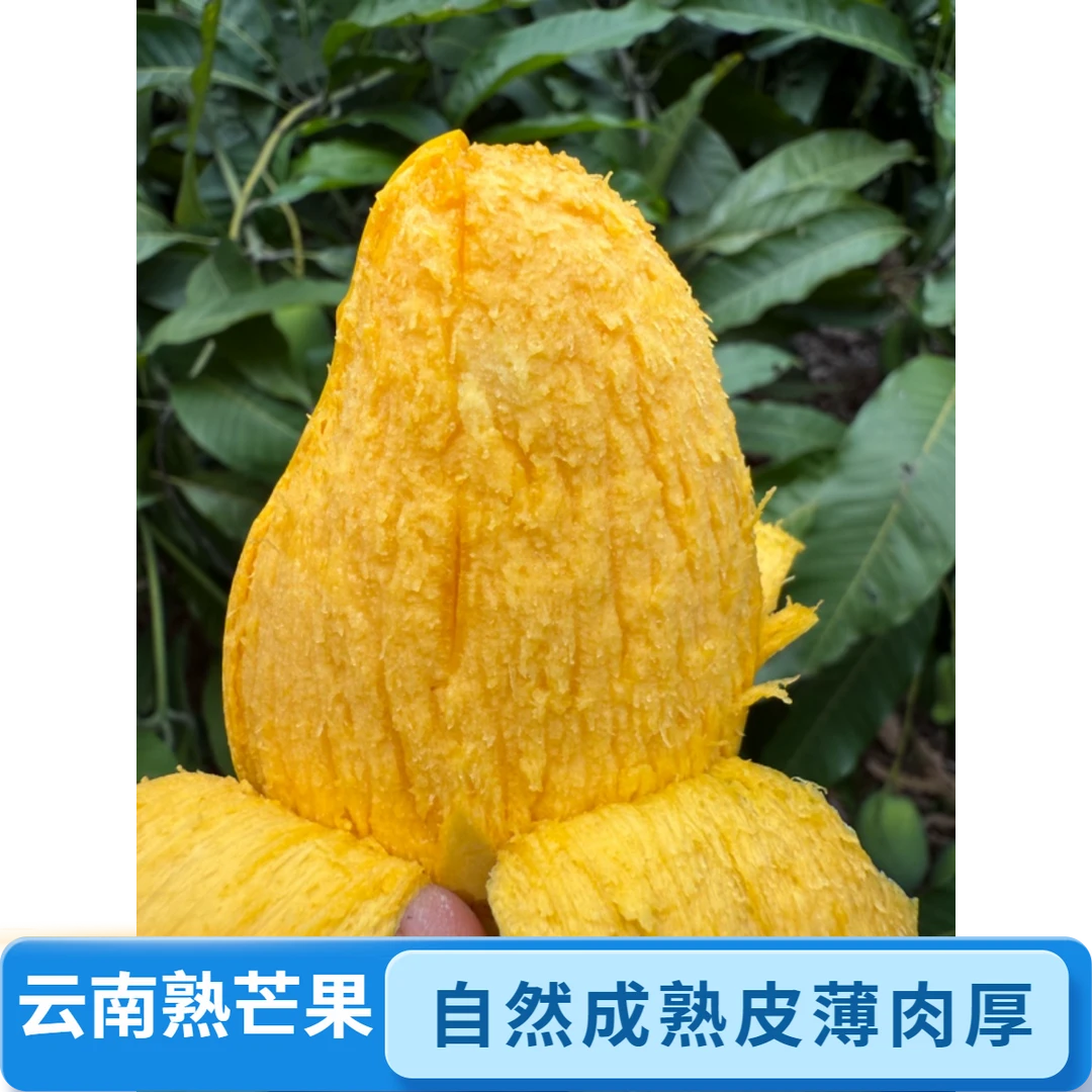【老吴优选】云南保山老品种芒果自然成熟新鲜皮薄肉厚九分甜一分酸