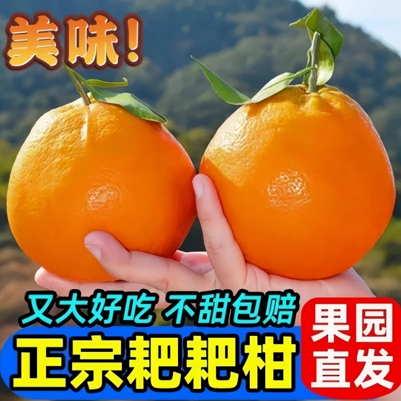 z正宗四川春见耙耙柑橘桔子新鲜水果当季鲜果z