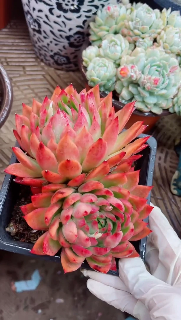 【闪购商品】11009